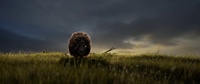 Franck in the glitchy grass