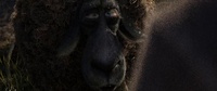Skeptical Franck, low-res video