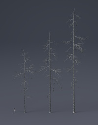 Tree Model and Material update 03