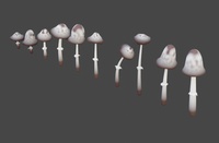 Shaggy inkcap mushrooms (before)