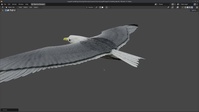Seagull Review Angles