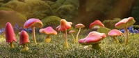02__fungi_03.png