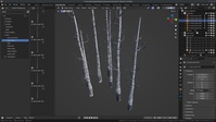 Birch Trees