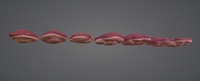Hoof Brackets Gills