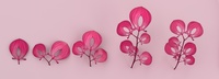 Pink leaves: variations
