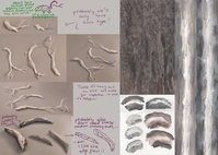 roots - design notes and textures