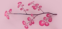 Pink leaves on branch