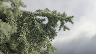 Pine Tree Particles Close-up