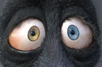 Franck's eyes: cornea shape