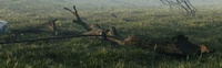 Refined branch in the grass