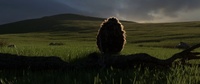 Franck drags the branch, render with grass sim