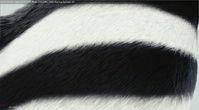 feathers02.png