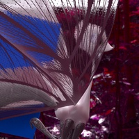 Looking through Tara's wings