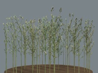 Long grass, more plants