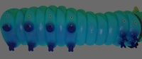 The caterpillar: more veins