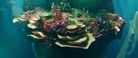 Reef shot v06