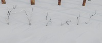 Birch Outgrowths