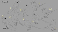 Western Yellow Wagtail concepts