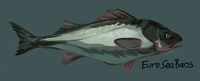 european sea bass