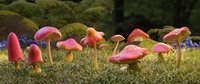 02__fungi_02.png