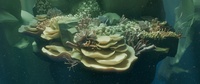 Reef shot v02